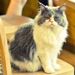 Cat Cafes Finally Reaching US Shores