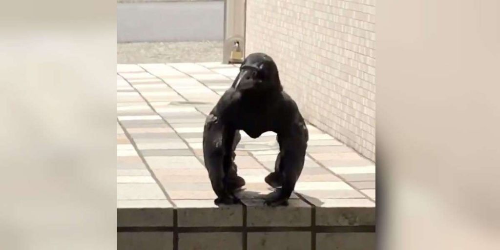 Buff Gorilla