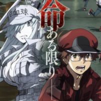 Cells at Work! Code Black Anime Announced for January 2021