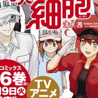 Today Marks the End of Akane Shimizu’s Cells at Work! Manga