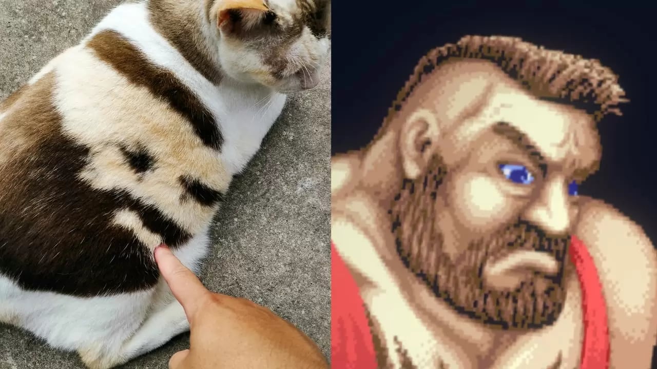 Zangief cat