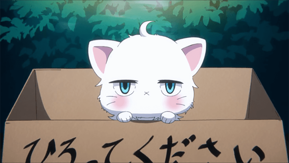 Anime cats like Hakuto have unique relationships with their owners